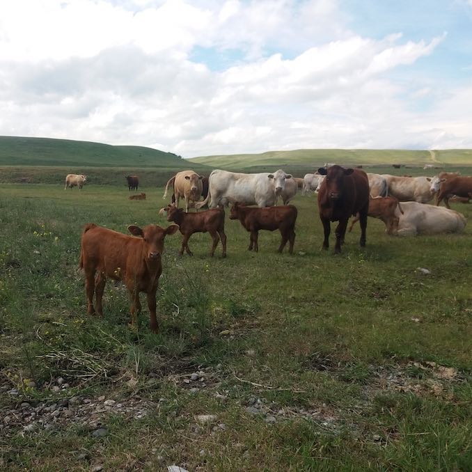 Although a lot of my creativity surfaced while travelling, my first inspirations were nurtured on the farm I was raised on. This initial connection to the earth and animals is ever present in my work today.