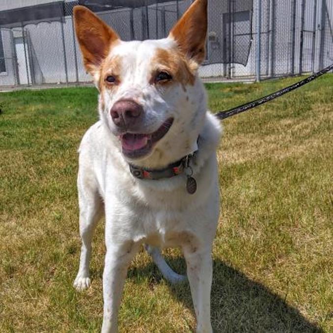 Darwin the Dog needs a loving home in the Calgary area