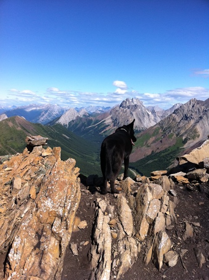 Isabel Ostrom - My first dog Mikka, the one who inspired me to paint, on Highwood Ridge.