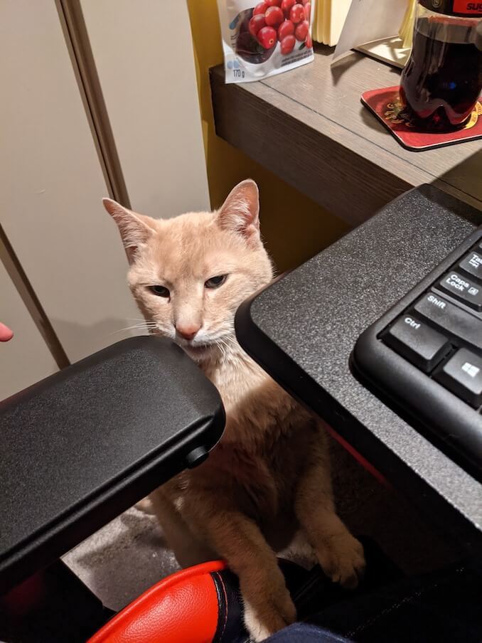 N.L. Blandford - Sebastian inevitably wants to sit on my lap while I am working, or writing.