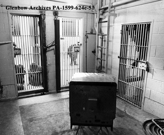 September 30-1970-Apes watching television through cage barsCalgary ZooCalgary Alberta