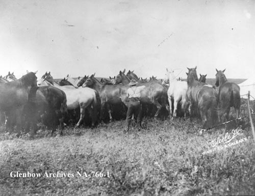 Vintage Photographs from the Bar U Ranch