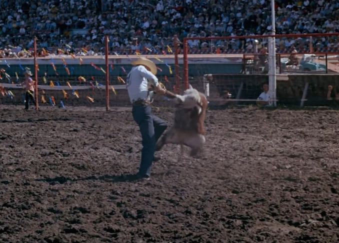 A cowboy struggles to rope a calf