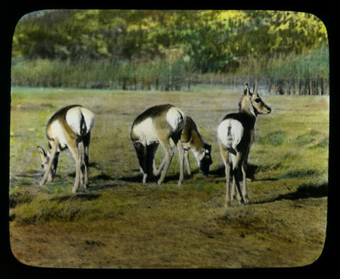 Wildlife Paddock