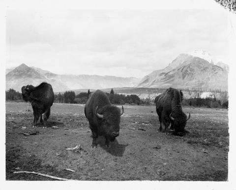 Wildlife Paddock