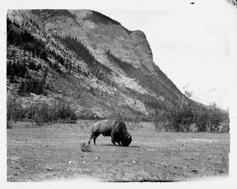 Wildlife Paddock