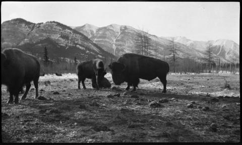 Wildlife Paddock