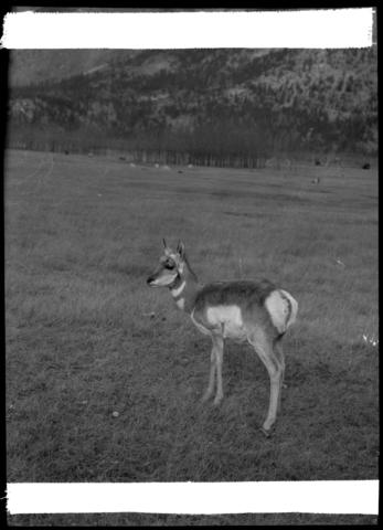 Wildlife Paddock