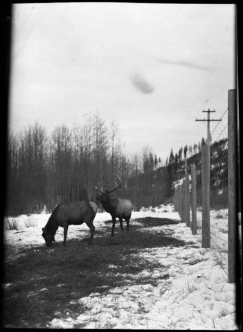 Wildlife Paddock