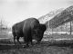 Old Photographs of the Banff Wildlife Paddock (1895-1940)