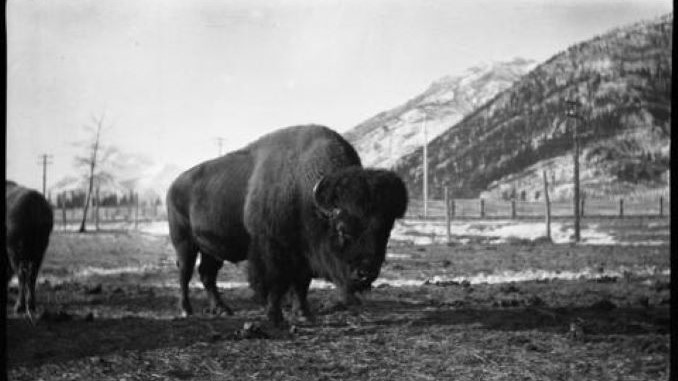 Old Photographs of the Banff Wildlife Paddock (1895-1940)