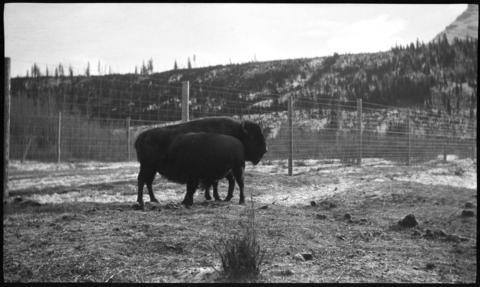 Wildlife Paddock