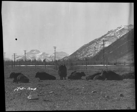 Wildlife Paddock