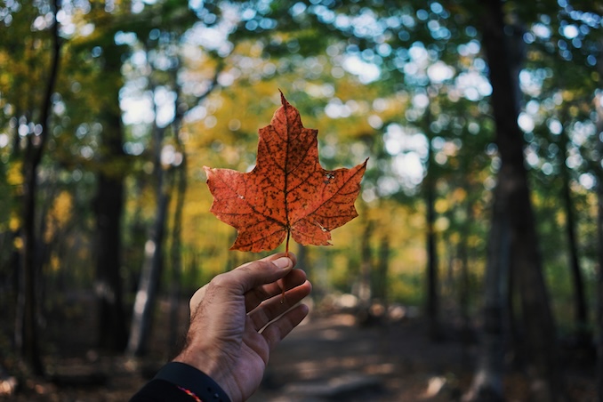 A maple leaf in the forrest.