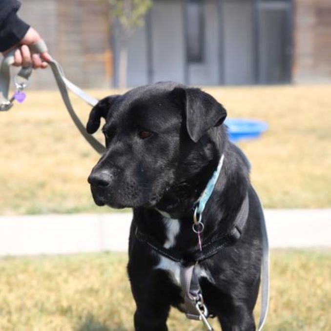 Bruce the dog needs a new home in the Calgary area