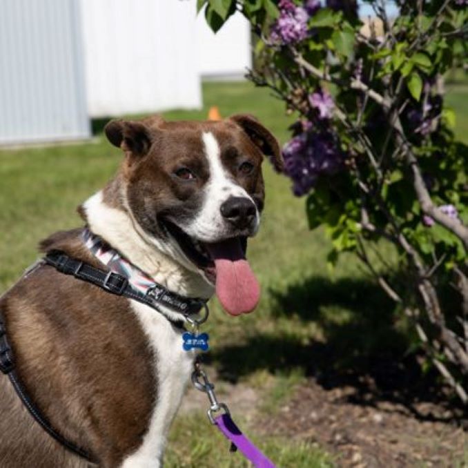 Arthur the dog needs a new home in the Calgary area