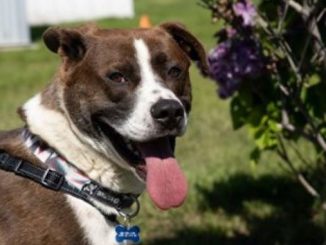 Arthur the dog needs a new home in the Calgary area