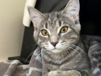 Annabelle the cat needs a new home in the Calgary area