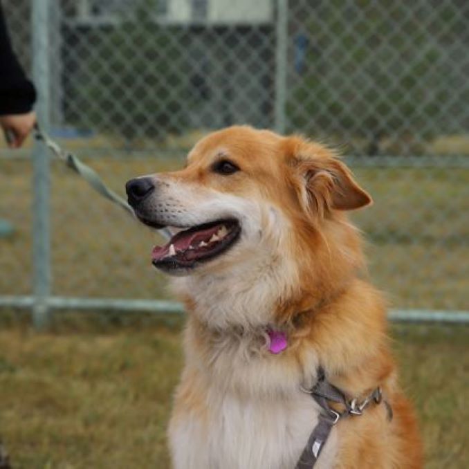 Benz the dog needs a new home in the Calgary area