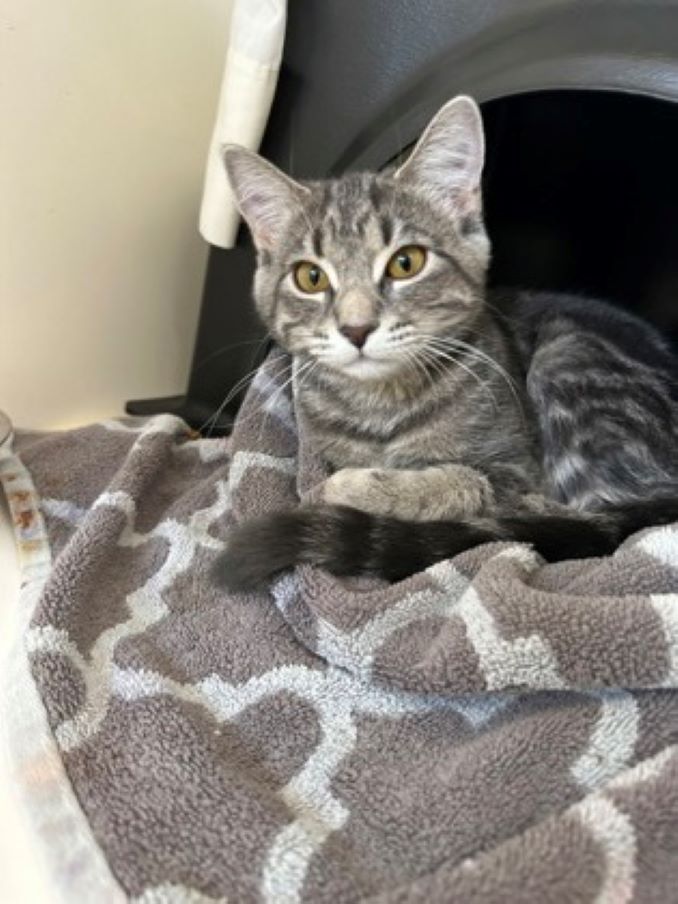 Annabelle the cat needs a new home in the Calgary area