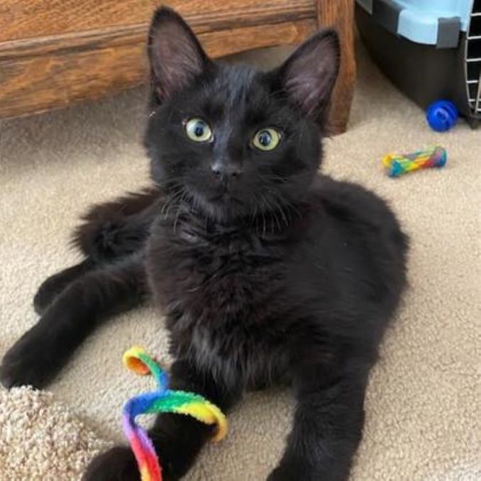 Adam the cat needs a new home in the Calgary area