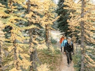 Discover Larches at the Lake Louise Summer Gondola