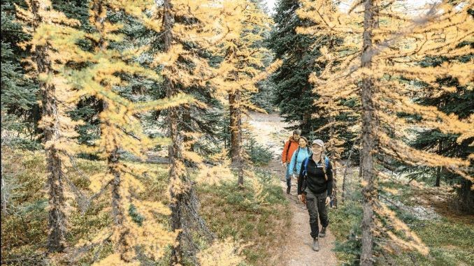 Discover Larches at the Lake Louise Summer Gondola