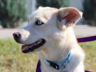 Aquateal the dog needs a new home in the Calgary area