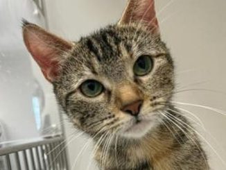 Annabella the cat needs a new home in the Calgary area