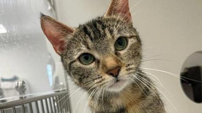 Annabella the cat needs a new home in the Calgary area