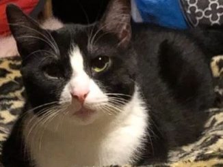 Gia the cat is looking for a new home in the Toronto area