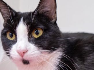 Chaplin the cat needs a new home in the Calgary area