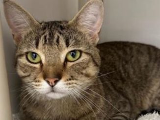 Aquarius the cat needs a new home in the Calgary area