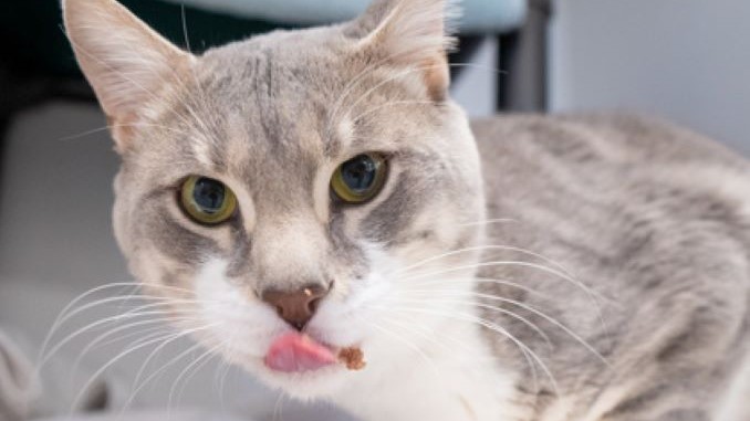 Blaze the cat needs a new home in the Calgary area