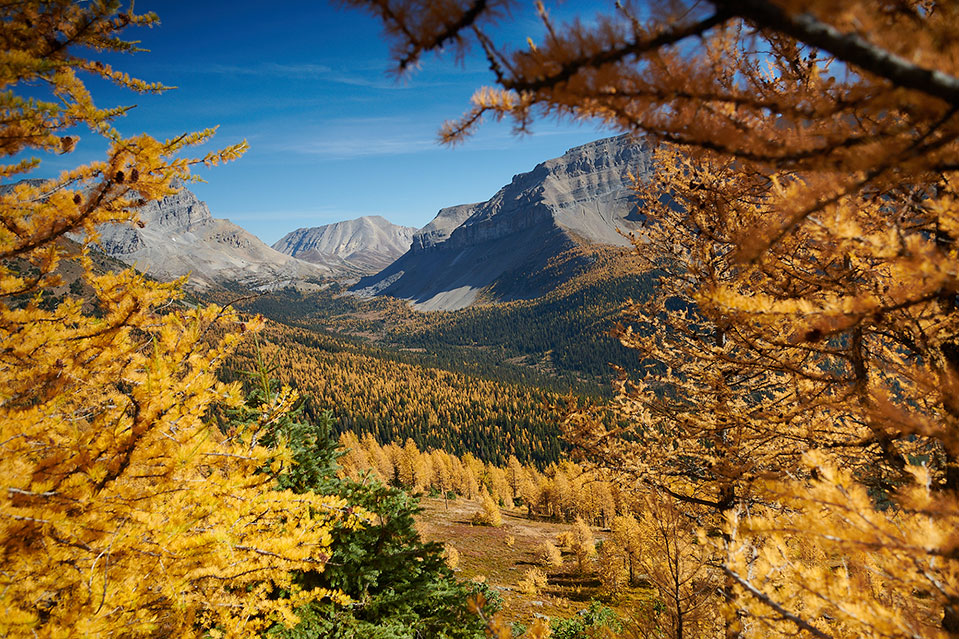 Discover Larches