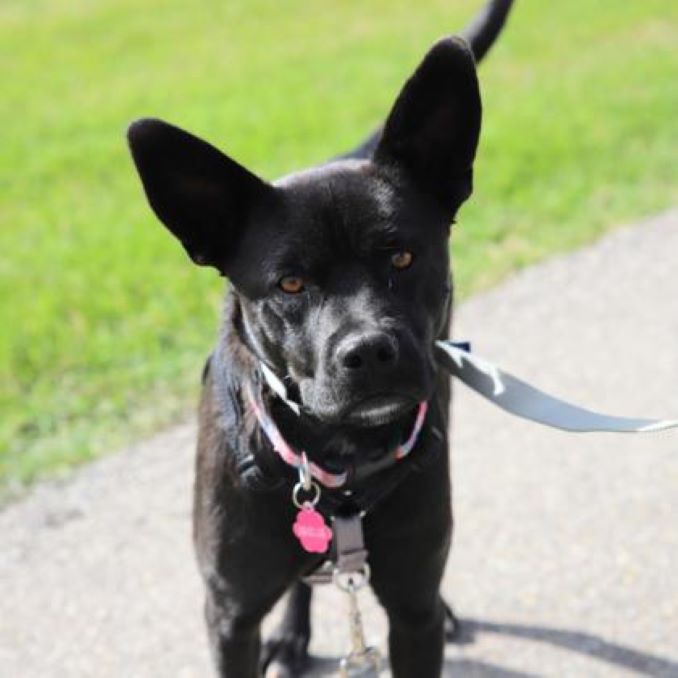 Boople the dog needs a new home in the Calgary area