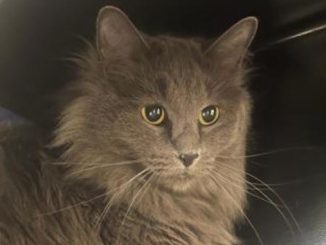 Calamari the cat needs a new home in the Calgary area