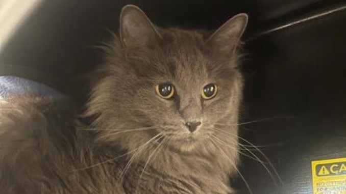 Calamari the cat needs a new home in the Calgary area