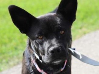 Boople the dog needs a new home in the Calgary area