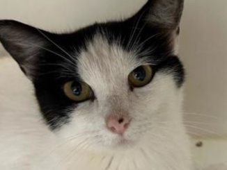 Chanterelle the cat needs a new home in the Calgary area