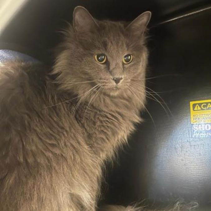 Calamari the cat needs a new home in the Calgary area