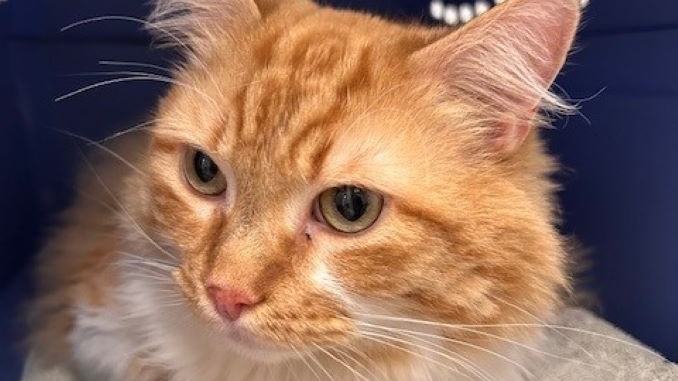 Cassian the cat needs a new home in the Calgary area