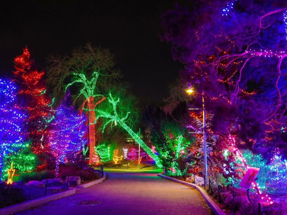 Embracing the Holiday Magic of ZooLights