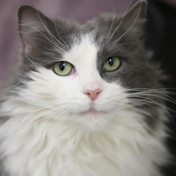 Buffy the cat needs a new home in the Calgary area