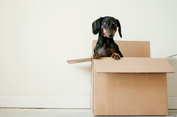 Dog in a moving box