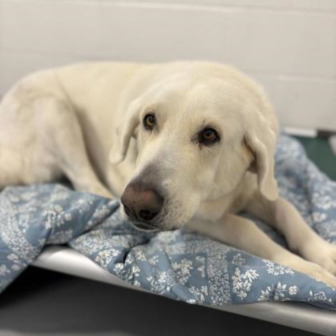 Amara the dog needs a new home in the Calgary area