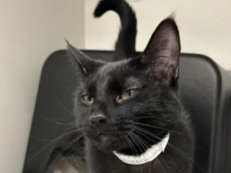 Avogadro the cat needs a new home in the Calgary area