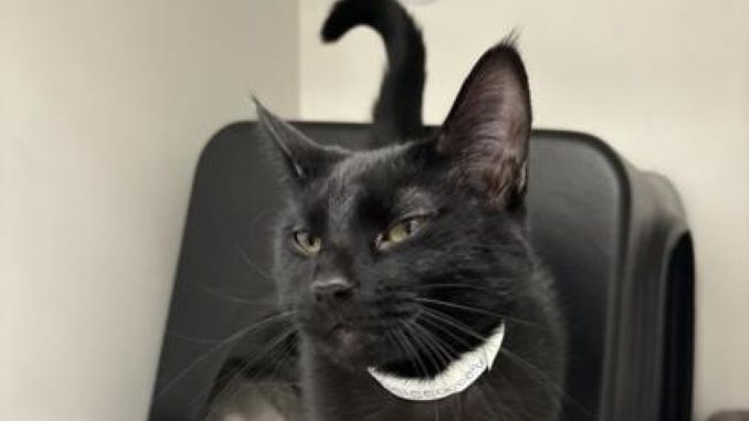 Avogadro the cat needs a new home in the Calgary area