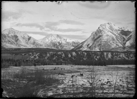 Kootenay Plains