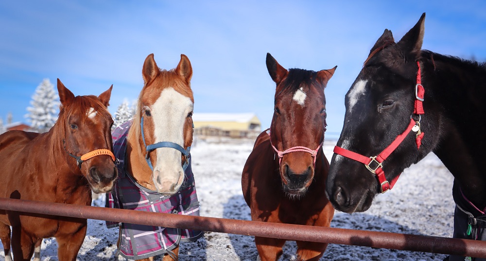 Prairie Sky Equine Assisted Therapy